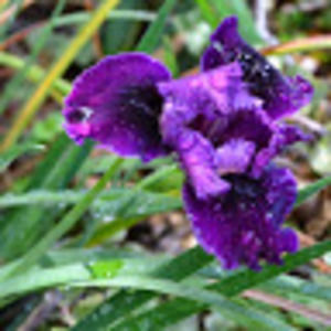 Meet your Posher, Cleopatra